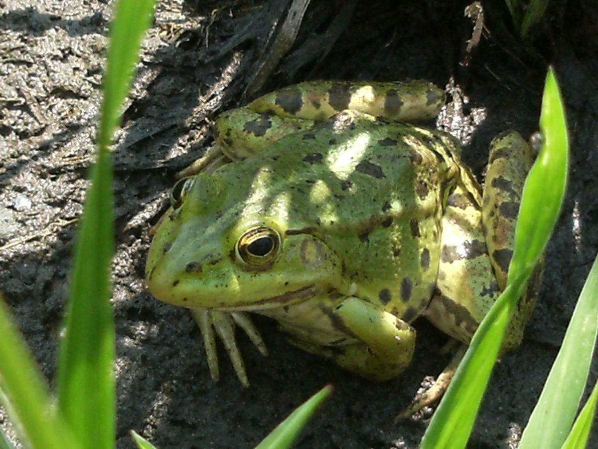 Villa 98 Petofi Utca Balatonmagyarod Esterno foto